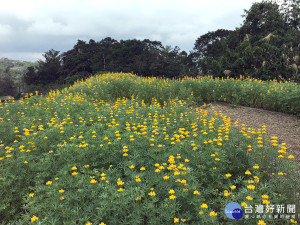 綻開的金黃色魯冰花（圖／大地處提供）