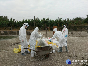 六腳鄉一處養鴨場感染H5N2高病原禽流感撲殺鴨隻1468隻