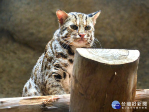 擁有超高人氣的石虎「集寶」是台北市立動物園宣傳石虎保育的最佳代言人（圖／台北市立動物園提供）