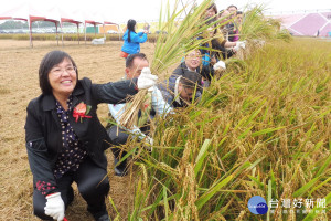 眾多民眾參加割稻收成樂趣。(圖/記者黃芳祿攝) 