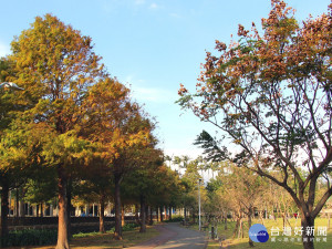 褪去綠衣漸漸轉色的落羽松也開始嶄露芳姿（圖／北市公園處提供）