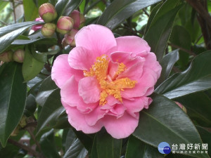 全國最大茶花站在竹市 上千品種繽紛登場
