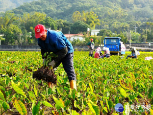 金牌農村全國決選　苗縣3金代表入選