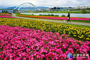 把握盛花期　北市河濱花海綻放至1月底