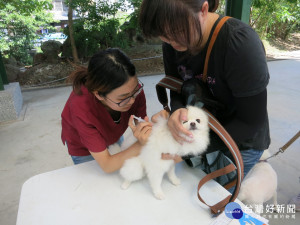 北市狂犬病巡迴注射　為毛孩補強疫苗