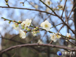 梅花綻放時冰清玉潔的美，令人流連（圖／北市公園處提供）