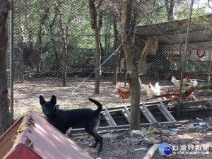 苗縣動保所多元化送養　工作犬貓成果園農牧場好幫手