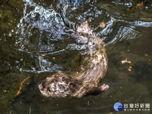 水獺寶寶泳技有成　週六將與爸媽一同見客（圖／台北市立動物園）