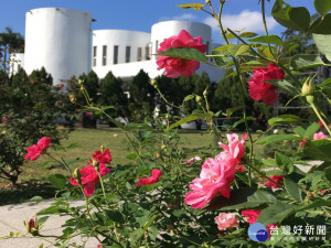 綻放在和煦陽光下的美麗茶玫（圖／北市公園處提供）