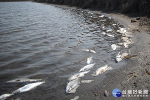 台南沿海漁塭再有零星虱目魚屍漂到岸邊。(圖/記者黃芳祿攝) 