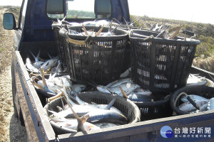 這波寒害凍死不少台南淺棚和文蛤混養虱目魚，七股漁民今早運走最後一批死魚，漁民傷心說整年的投資和付出全泡湯。(圖/記者黃芳祿攝) 