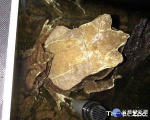 三角枯葉蛙由背部觀察就如同一片枯黃的樹葉。