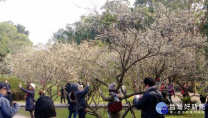 復興區角板山行館園區的二百多株梅花已開，值得前往欣賞。(記者陳寶印攝)
