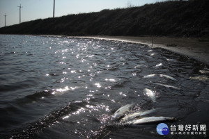 台南沿海年後首波寒害，遭凍死的虱目魚紛浮出水面。(圖/記者黃芳祿攝) 