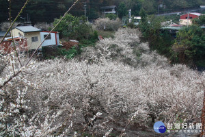 南投風景優美四季景觀皆然。（記者扶小萍攝）