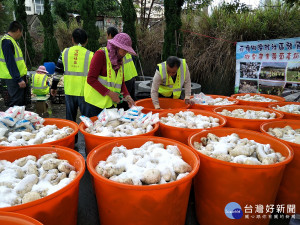 花壇灣雅村的環保志工，正在認真的醃製蘿蔔「菜脯」。圖／記者鄧富珍攝