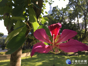 「豔紫荊」盛開　花朵像蝴蝶展翅欲飛