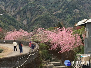 圖說：信義鄉草坪頭4千多棵櫻花已經陸續綻放。(圖/信義鄉公所)