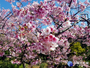 平菁街櫻花綻放（圖／台北市大地工程處）