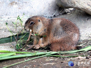 動物名字中有「犬」字且愛挖地洞的超萌黑尾草原犬鼠（圖／台北市立動物園提供）