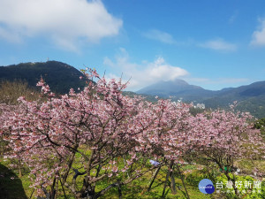 陽明山平菁街「一片粉嫩」　浪漫單車賞櫻夯