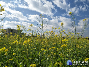 灑了一片金黃的油菜花海。圖／記者鄧富珍攝