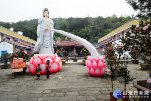 清水岩珍貴茶花展　歡迎民眾走春拜拜祈福兼賞花