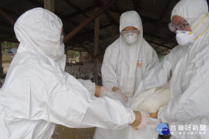 鴨隻確診H5N2高病原性禽流感，動保人員進行撲殺作業。(圖/動保處提供)