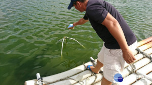 水產養殖大突破！「嘉大蛋白」大幅提升競爭力