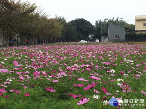 神岡社南里花海節　綠肥作物綻放形成五彩繽紛花田