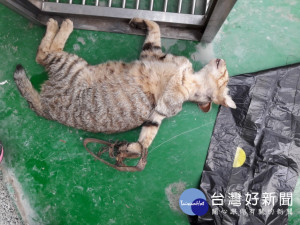 使用或販賣捕獸鋏傷害動物　將依法查處　