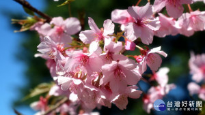 埔心牧場今年以「櫻花下的幸福」做為活動主軸，園區內以親子家庭參與為主。

