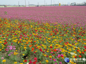 太保市花海節浪漫登場