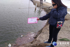 台南沿海區公所人員到漁塭池拍照檢視虱目魚凍死情形。(圖/區公所提供)