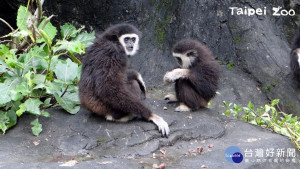 比波：哥哥幫我剝栗子（圖／台北市立動物園）