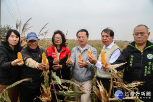 東石硬質玉米寒流受損，翁章梁前往關心農民