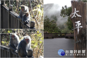 太平山上的台灣獮猴逾來逾靠近人類生活圈。（圖／羅東林管處提供）