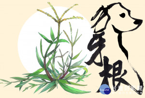 十二生肖植物在觸口 狗年定向走春探索趣