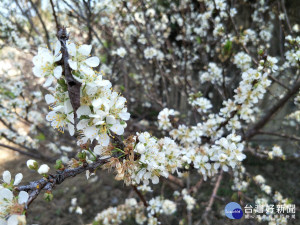 春節期間努力綻放的「李花」。圖／記者鄧富珍攝