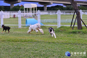 臺北市迎風狗運動公園具有廣闊草地讓犬隻盡情奔跑