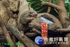 「芎梧」年初二回娘家，開心享用大餐！（圖／台北市立動物園提供）