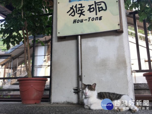 瑞芳區的猴硐貓村是全球六大賞貓景點之一，除有貓咪文創擺設，更有隻隻可愛的街貓。（圖／記者黃村杉翻攝）