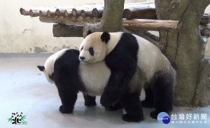 動物園在昨(20)日上午嘗試讓「團團」和「圓圓」自然交配。（圖／台北動物園提供）