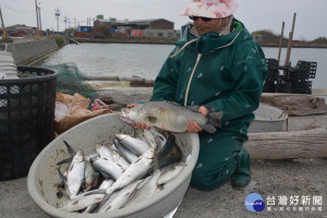 低溫再次過境，台南七股浩海傳出先前「掛病號」約3重鱸魚翻肚死亡。(圖/記者黃芳祿攝) 