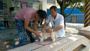 狂犬病鼬獾咬人案頻傳　中市動保處籲飼主帶毛小孩施打狂犬疫苗