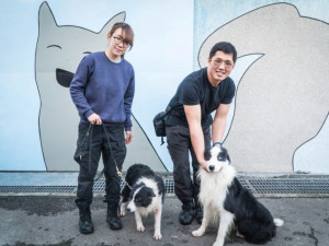 2隻邊境牧羊犬已經在警犬隊展開行為、口令及服從等訓練，並送往法務部矯正署新竹監獄執行勤務。（圖／動保處提供）