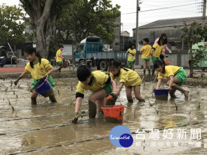 
大甲農會推動農業教育活動，30位德化國小學生在青農的教導下，踏入又冷又粘的泥土內種芋頭，直呼好冷、真辛苦，惹得旁觀民眾直笑。（記者陳榮昌攝）