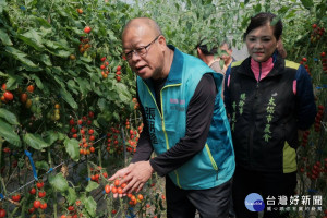 嘉義縣玉女小番茄價格腰斬，議長張明達鼓勵民眾多買食用