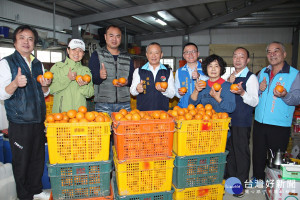 支持在地農業　苗栗營養午餐業者認購萬斤優質桶柑