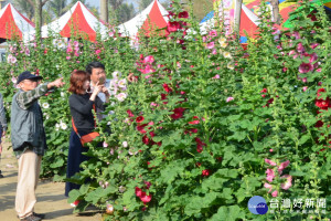 學甲蜀葵花節登場，呈現花海和人海。